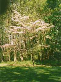 picture of dogwood tree during the spring